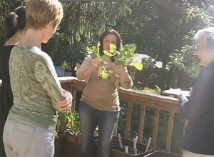 get organic gardening tips